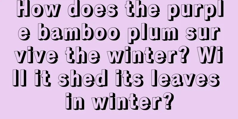 How does the purple bamboo plum survive the winter? Will it shed its leaves in winter?