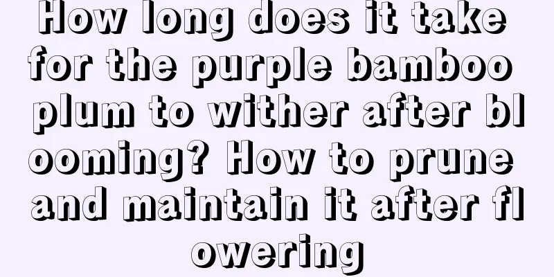 How long does it take for the purple bamboo plum to wither after blooming? How to prune and maintain it after flowering