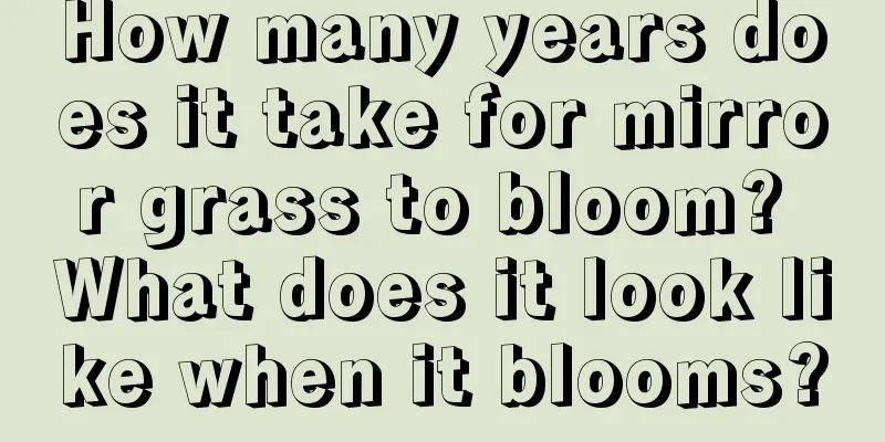 How many years does it take for mirror grass to bloom? What does it look like when it blooms?