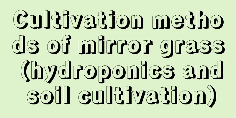 Cultivation methods of mirror grass (hydroponics and soil cultivation)