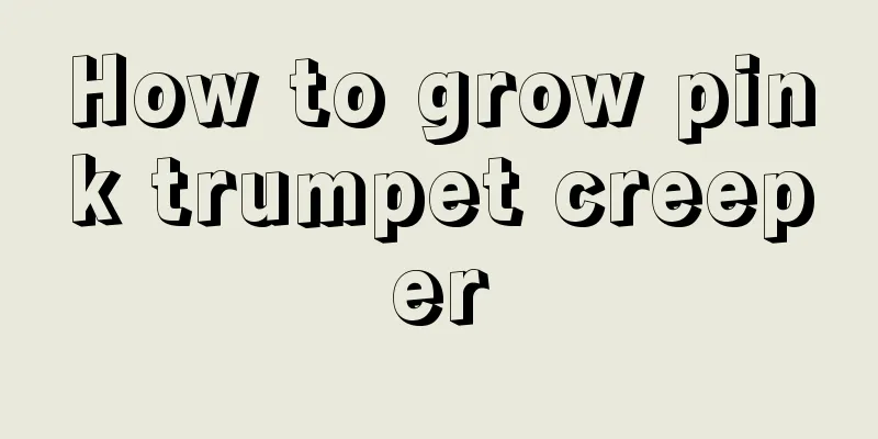 How to grow pink trumpet creeper