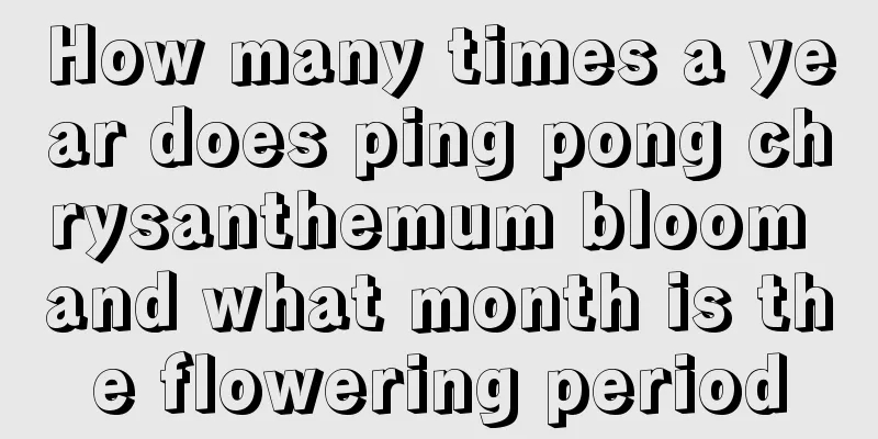 How many times a year does ping pong chrysanthemum bloom and what month is the flowering period