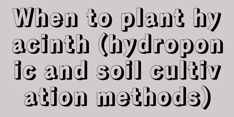 When to plant hyacinth (hydroponic and soil cultivation methods)