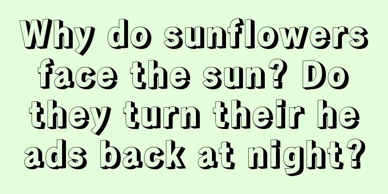 Why do sunflowers face the sun? Do they turn their heads back at night?