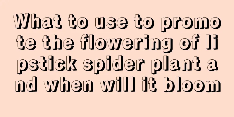 What to use to promote the flowering of lipstick spider plant and when will it bloom