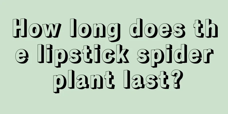 How long does the lipstick spider plant last?