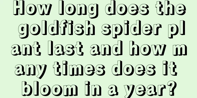 How long does the goldfish spider plant last and how many times does it bloom in a year?