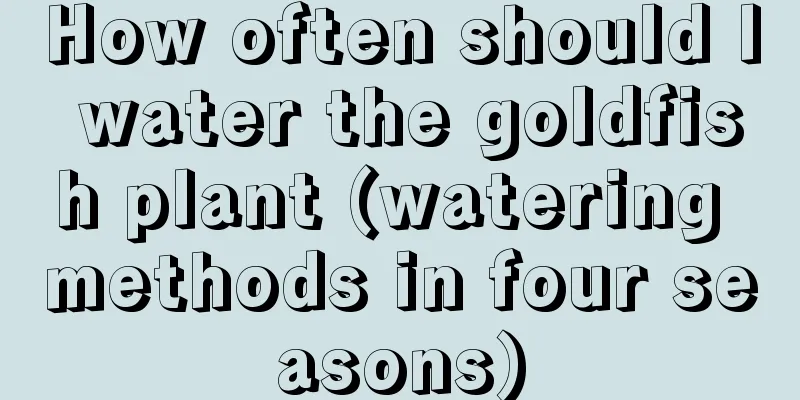 How often should I water the goldfish plant (watering methods in four seasons)