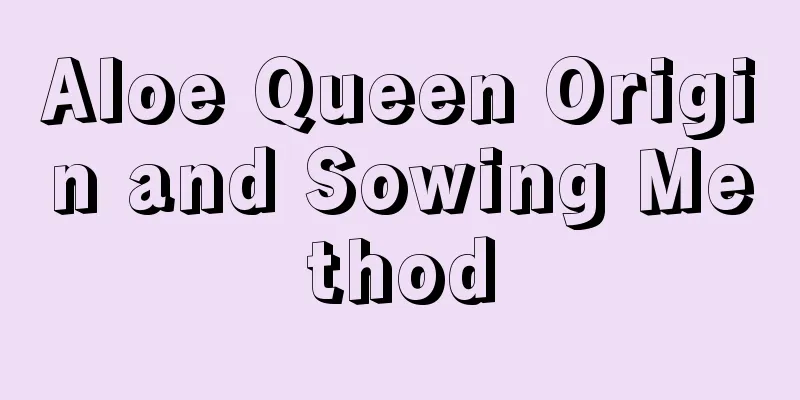 Aloe Queen Origin and Sowing Method