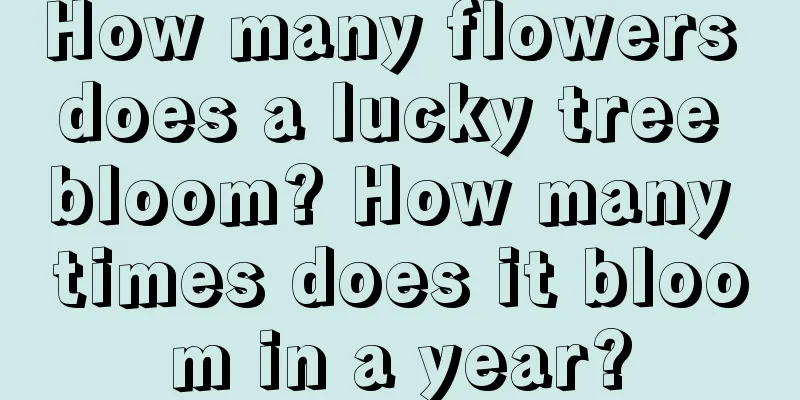 How many flowers does a lucky tree bloom? How many times does it bloom in a year?