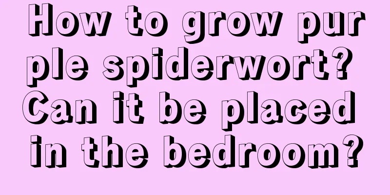 How to grow purple spiderwort? Can it be placed in the bedroom?