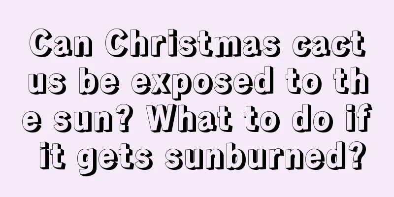 Can Christmas cactus be exposed to the sun? What to do if it gets sunburned?