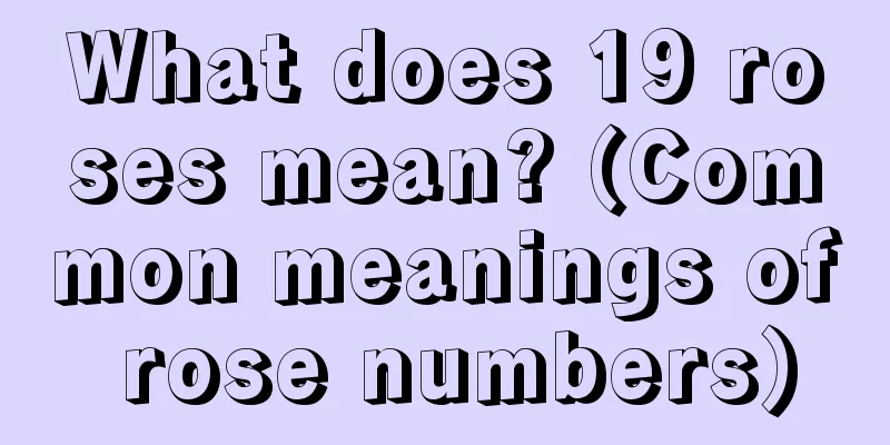 What does 19 roses mean? (Common meanings of rose numbers)