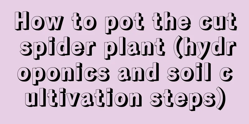 How to pot the cut spider plant (hydroponics and soil cultivation steps)