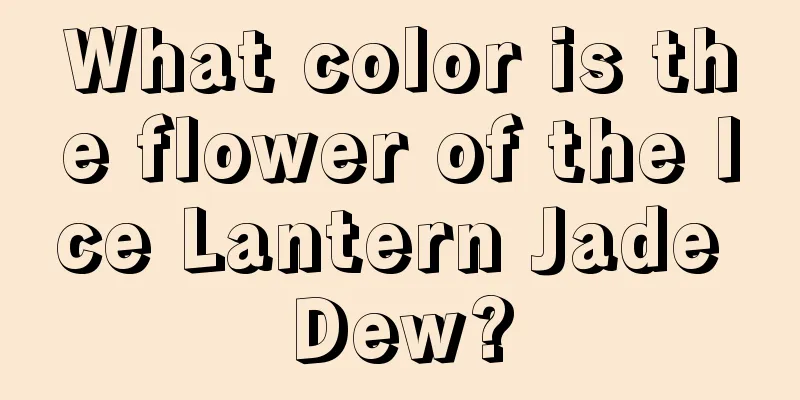 What color is the flower of the Ice Lantern Jade Dew?