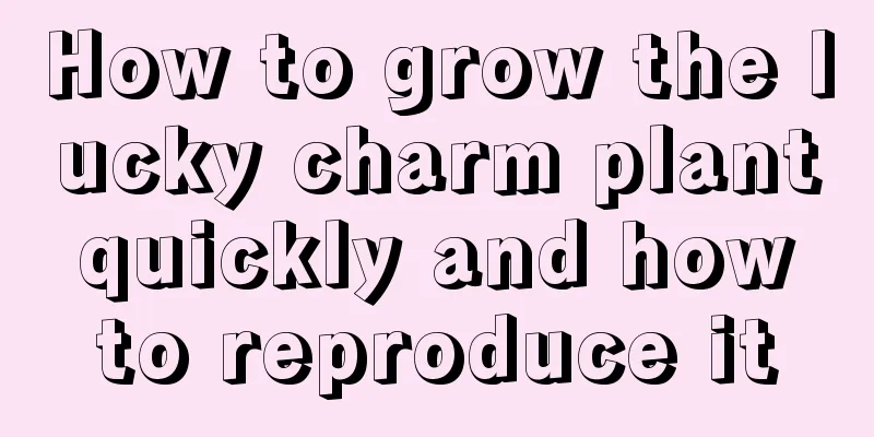 How to grow the lucky charm plant quickly and how to reproduce it