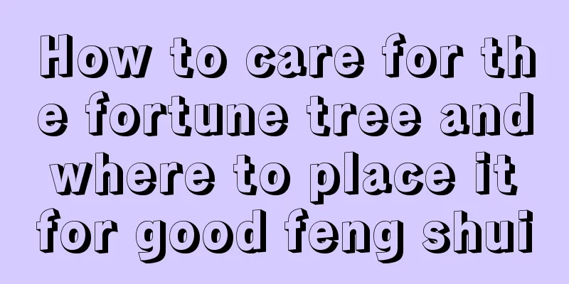 How to care for the fortune tree and where to place it for good feng shui