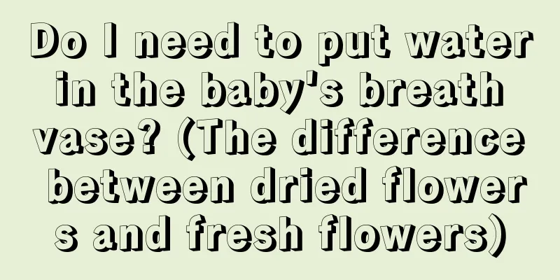 Do I need to put water in the baby's breath vase? (The difference between dried flowers and fresh flowers)