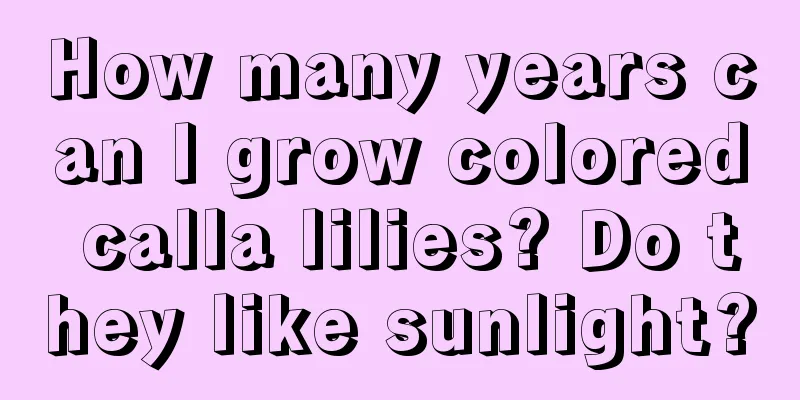 How many years can I grow colored calla lilies? Do they like sunlight?