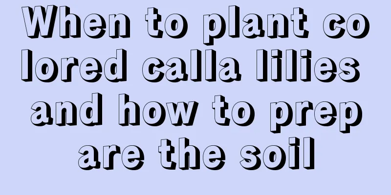 When to plant colored calla lilies and how to prepare the soil