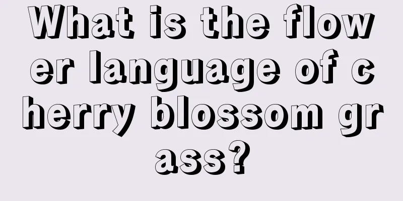 What is the flower language of cherry blossom grass?