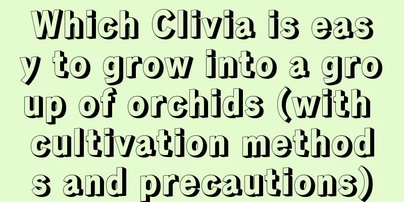 Which Clivia is easy to grow into a group of orchids (with cultivation methods and precautions)