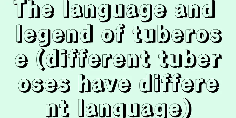 The language and legend of tuberose (different tuberoses have different language)