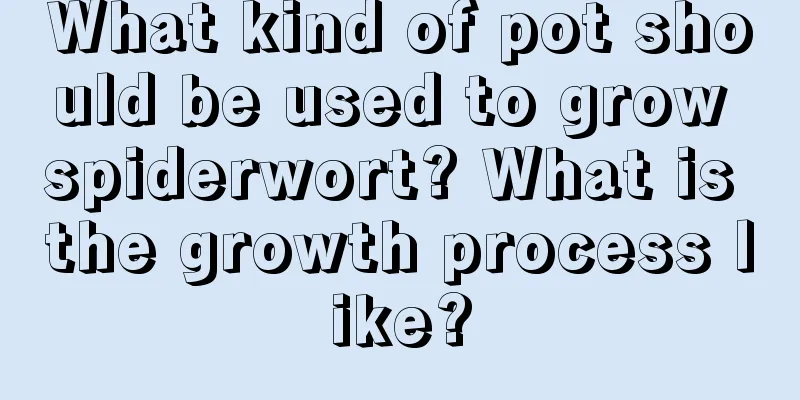 What kind of pot should be used to grow spiderwort? What is the growth process like?