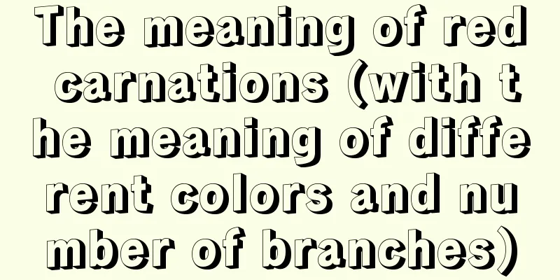 The meaning of red carnations (with the meaning of different colors and number of branches)