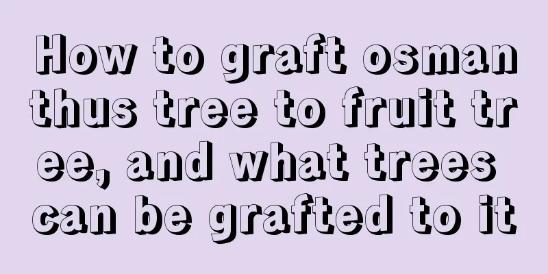 How to graft osmanthus tree to fruit tree, and what trees can be grafted to it