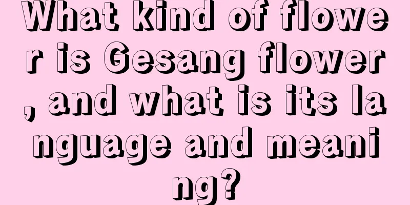 What kind of flower is Gesang flower, and what is its language and meaning?