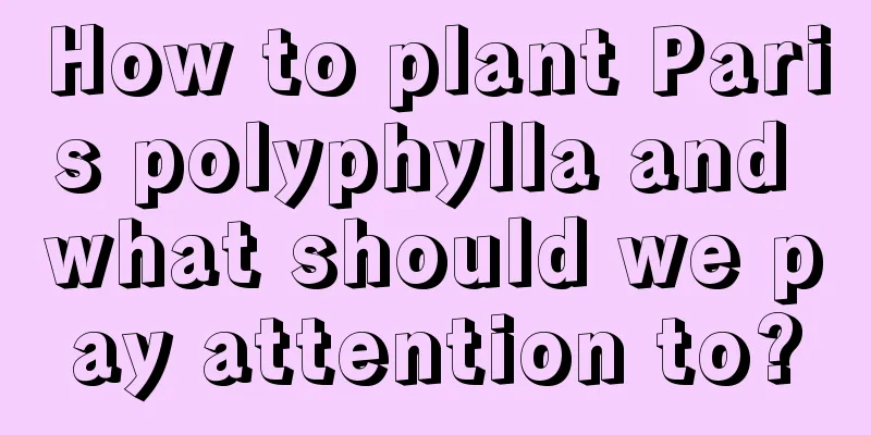 How to plant Paris polyphylla and what should we pay attention to?