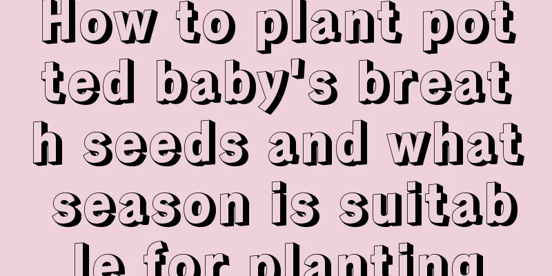 How to plant potted baby's breath seeds and what season is suitable for planting