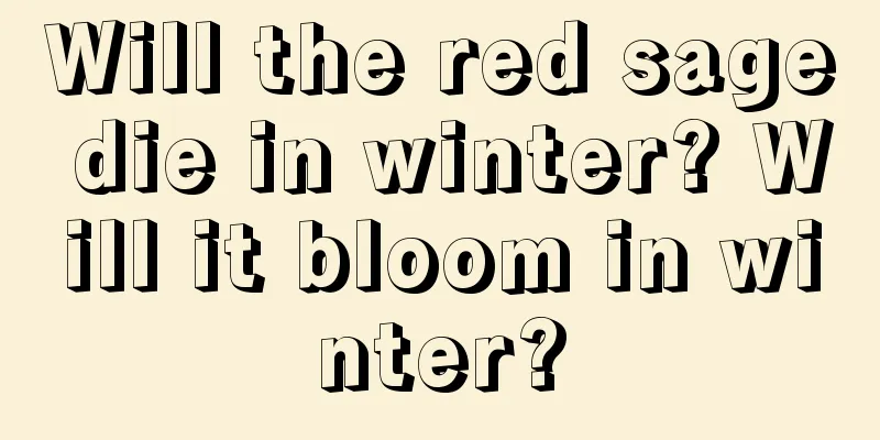 Will the red sage die in winter? Will it bloom in winter?