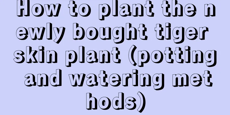 How to plant the newly bought tiger skin plant (potting and watering methods)