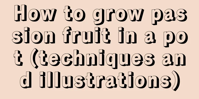 How to grow passion fruit in a pot (techniques and illustrations)