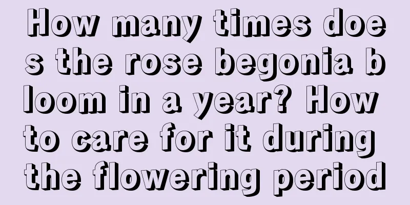 How many times does the rose begonia bloom in a year? How to care for it during the flowering period