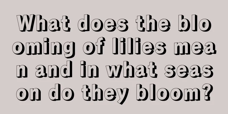 What does the blooming of lilies mean and in what season do they bloom?