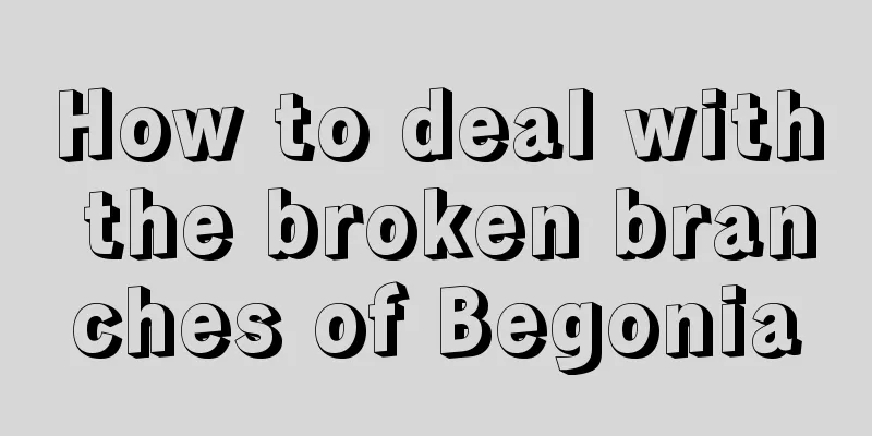 How to deal with the broken branches of Begonia