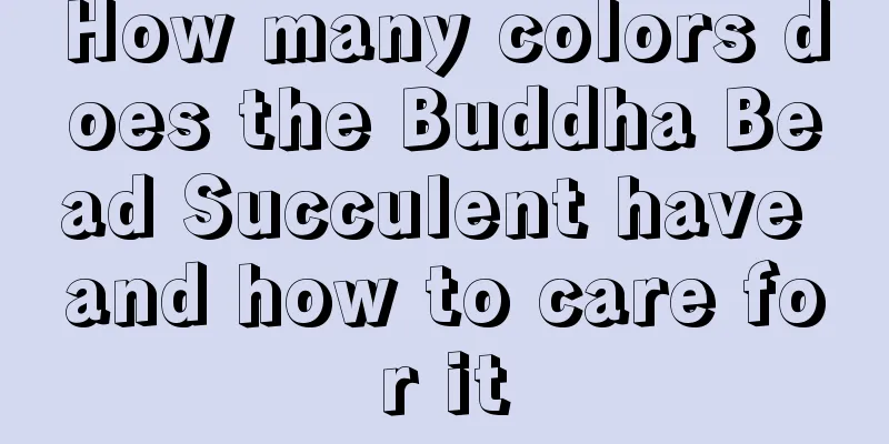 How many colors does the Buddha Bead Succulent have and how to care for it