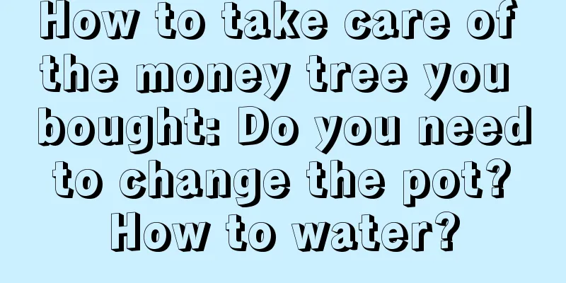 How to take care of the money tree you bought: Do you need to change the pot? How to water?