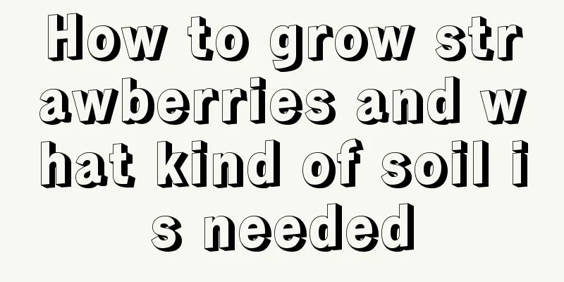 How to grow strawberries and what kind of soil is needed