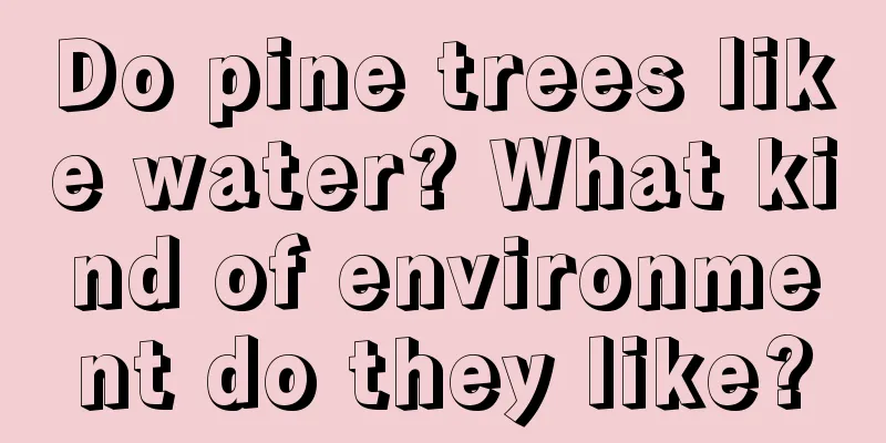 Do pine trees like water? What kind of environment do they like?