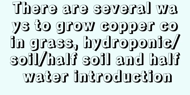 There are several ways to grow copper coin grass, hydroponic/soil/half soil and half water introduction