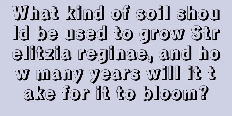 What kind of soil should be used to grow Strelitzia reginae, and how many years will it take for it to bloom?