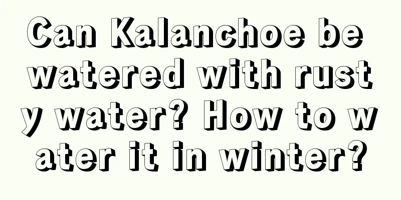 Can Kalanchoe be watered with rusty water? How to water it in winter?