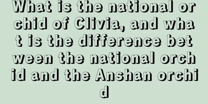 What is the national orchid of Clivia, and what is the difference between the national orchid and the Anshan orchid