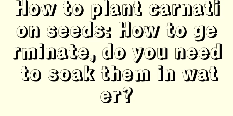 How to plant carnation seeds: How to germinate, do you need to soak them in water?