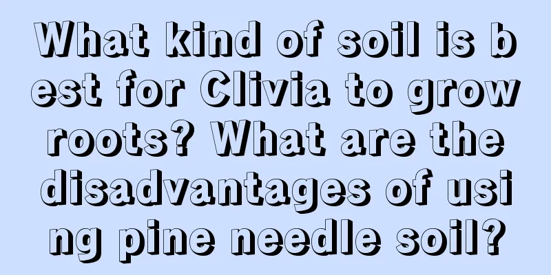 What kind of soil is best for Clivia to grow roots? What are the disadvantages of using pine needle soil?