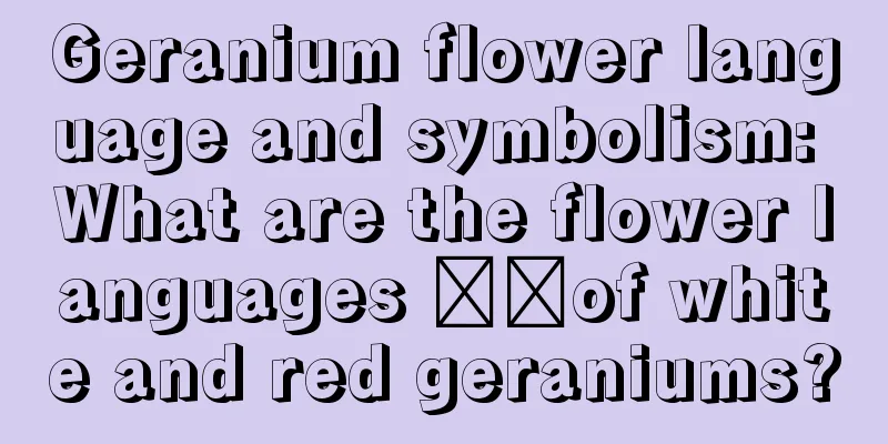 Geranium flower language and symbolism: What are the flower languages ​​of white and red geraniums?